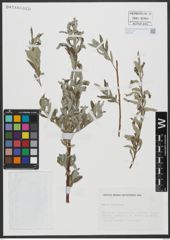 Foto von Salix viminalis L.